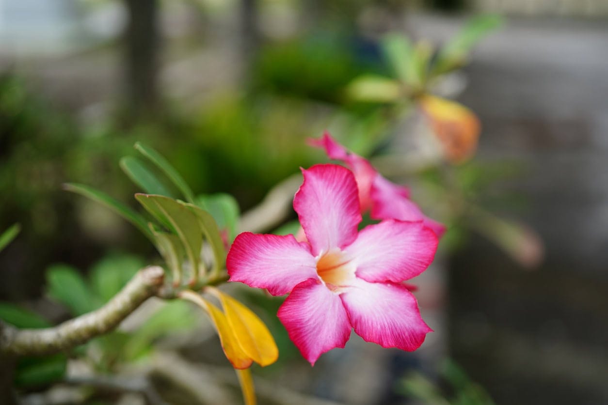 5 of the most unique plants in Kenya Discover Africa