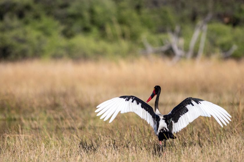 saddle-billed stork wading