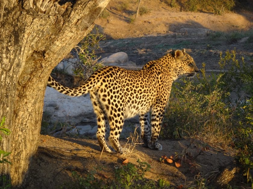 Leopard at Kings Camp in Timbavati Private Game Reserve
