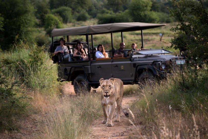 Group of people observing a lioness in Madikwe Game Reserve | Photo credit: Morukuru