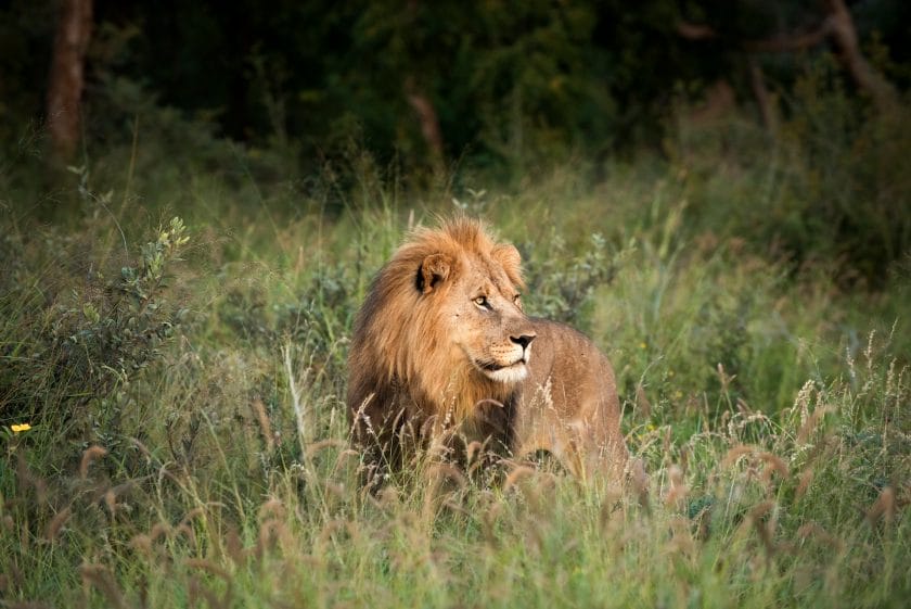 Lion in Madikwe Game Reserve, South Africa | Photo credit: Morukuru Farm House