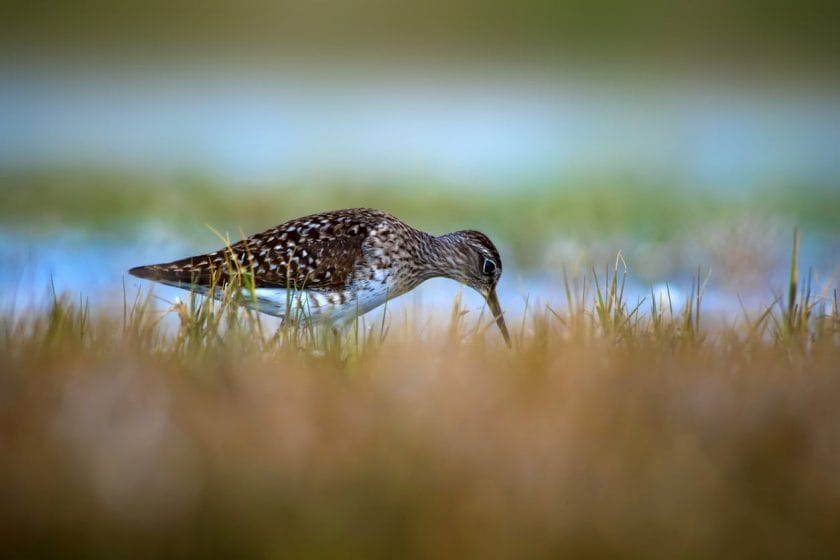 Bird: Wood Sandpiper. Tringa glareola.