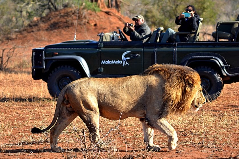 Lion walks past a safari vehicle in Mala Mala Game Reserve, South Africa | Photo credit: Mala Mala Game Reserve