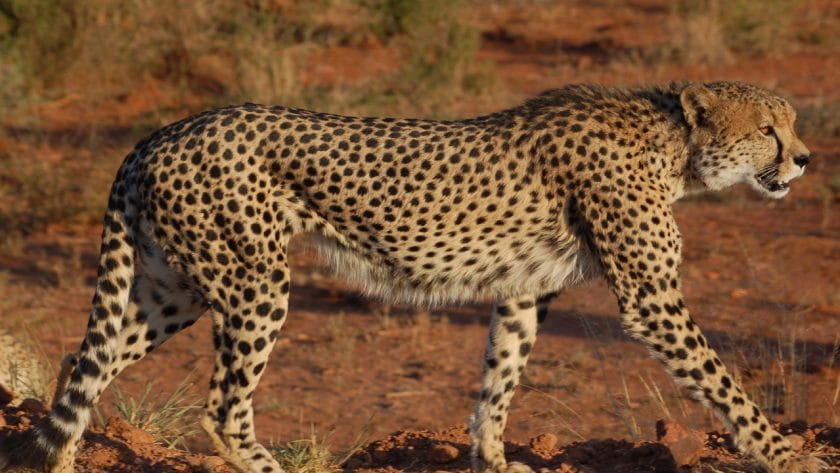 Cheetah in Madikwe Game Reserve