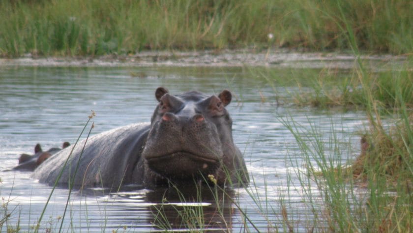 A hippo swims amongst hippopotamus grass.