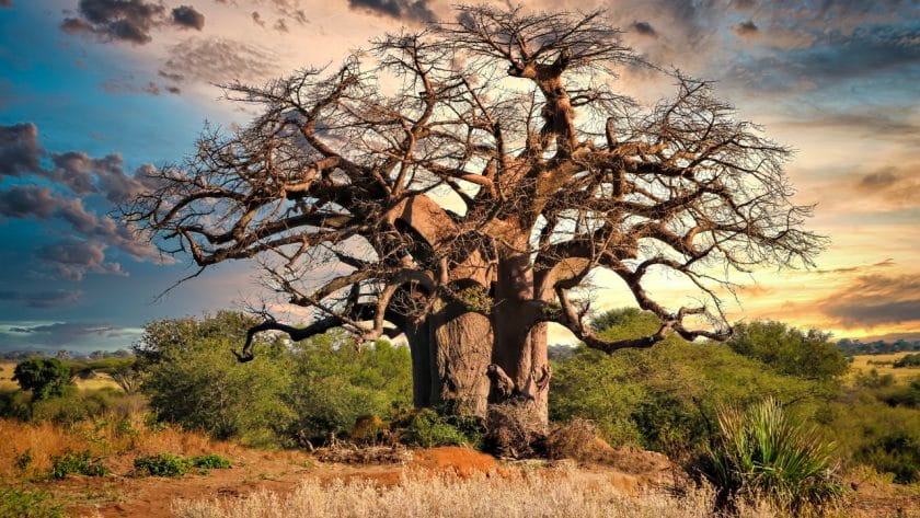 A giant Baobab tree.