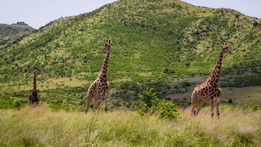Giraffes in Pilansberg National Park, South Africa