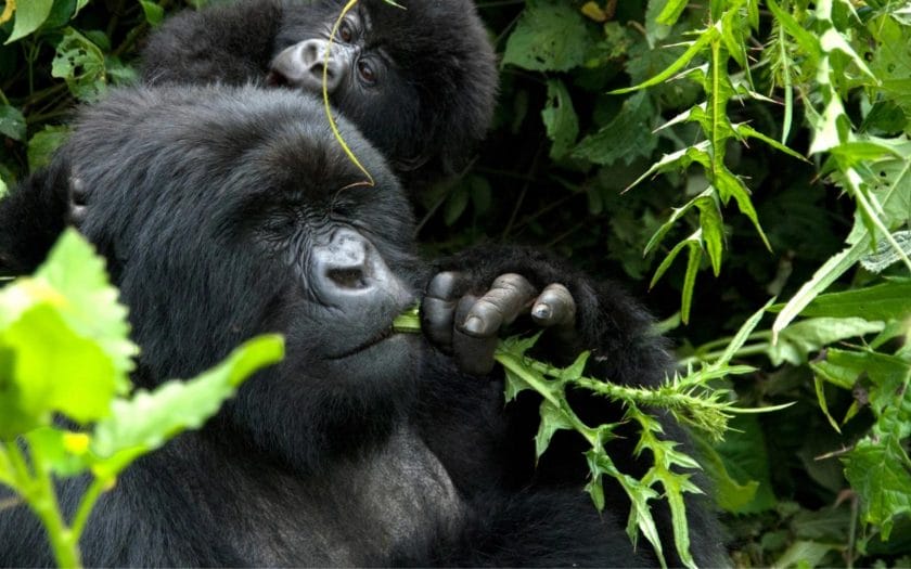 Baby gorilla eating leaves - Photo Credits - Singita Kwitonda Lodge