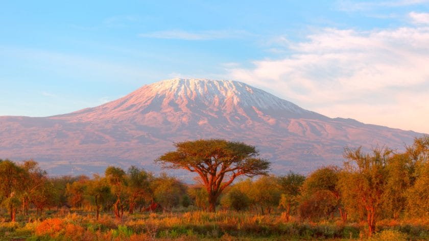 View of a tree infront of Mt. Kilimanjaro, Tanzania