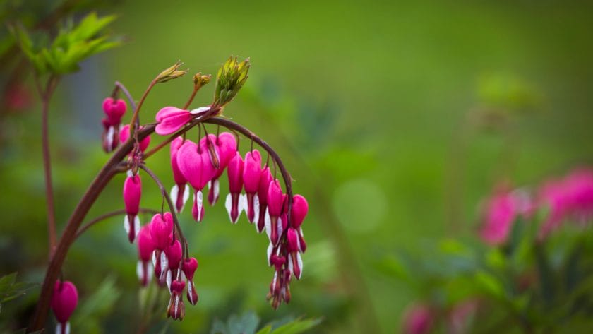 Close up of a Bleeding Heart plant