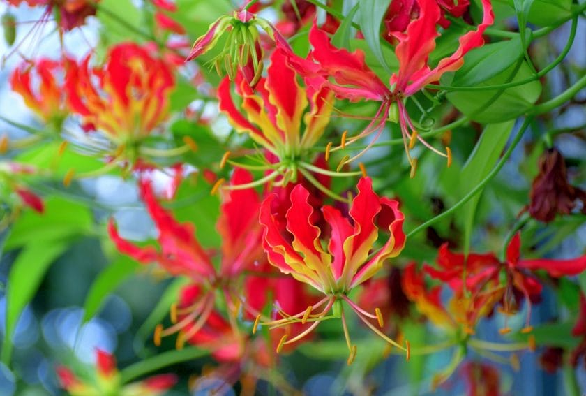 Flame Lily, National Flower of Zimbabwe