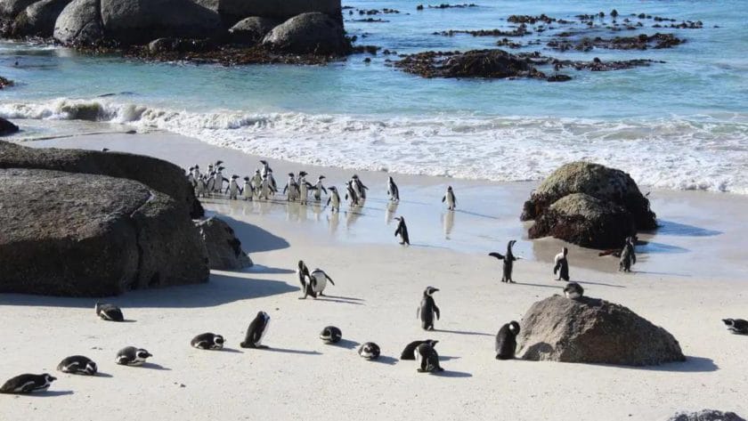 Penguins around Boulders Beach, Cape Town