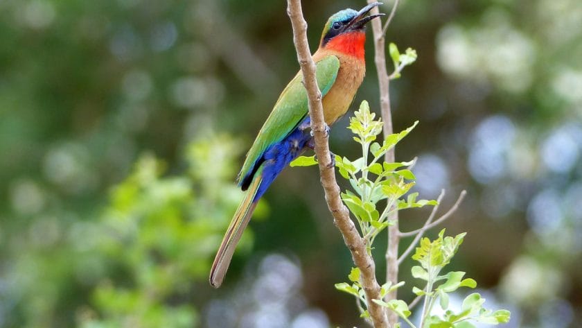 Regal Sunbird perched on a tree branch