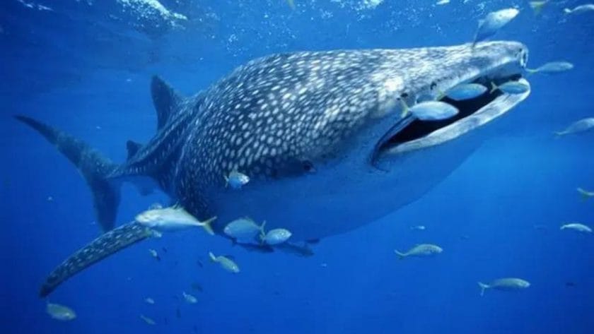 Whale Shark Swimming Through a School of Fish