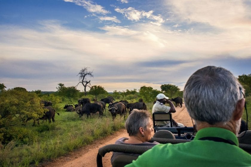 A herd of buffalo seen on a game drive in Kruger National Park. 