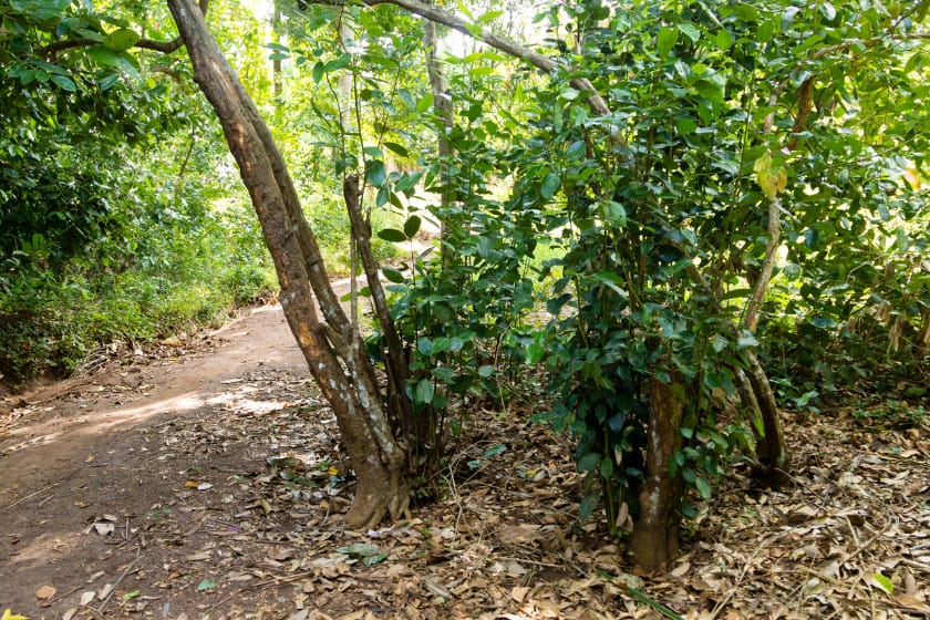 Cinnamon trees ready for cultivation in Zanzibar