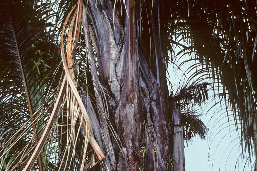Close up of Raffia Palm Tree