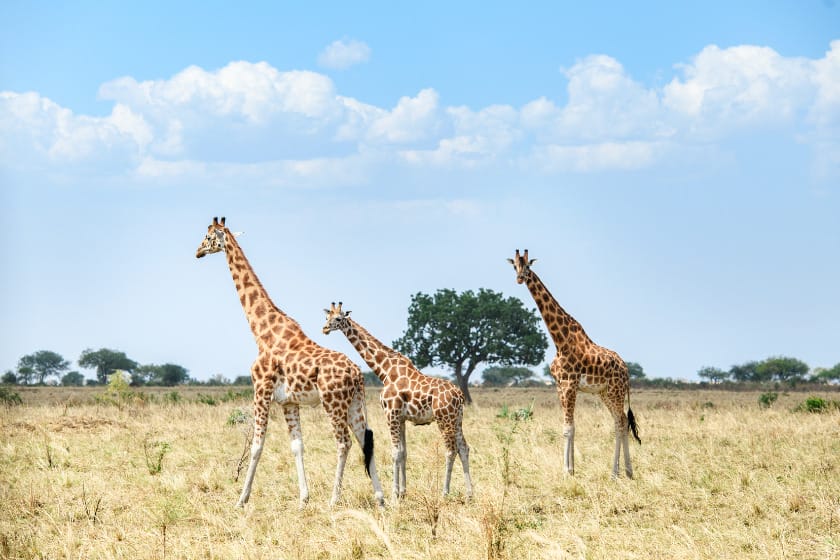 Giraffes in Kidepo Valley National Park, Uganda