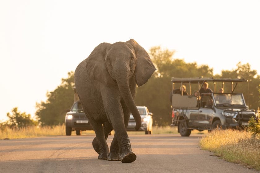 Elephant walking on the road in Kruger Park looking at camera