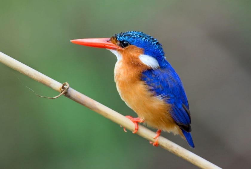 The Malachite Kingfisher sitting on a twig