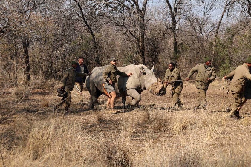 The Marataba Rhino Conservation team in the Marakele National Park.