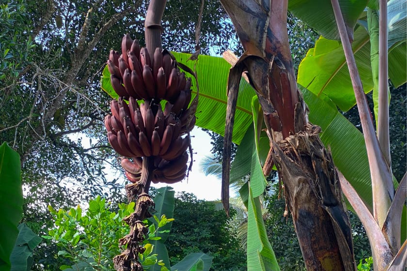 Red banana ripe on a tree in Zanzibar