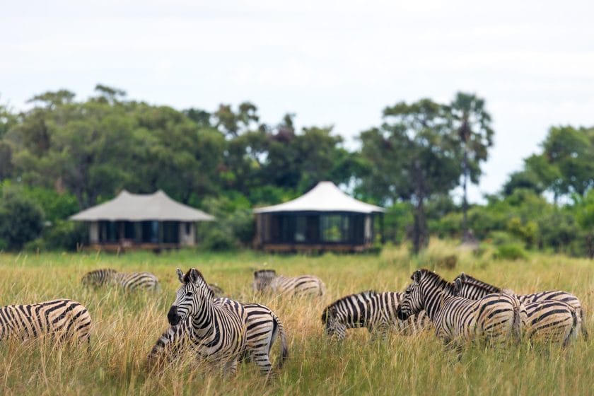 Zebras Daunara Camp Okavango Delta Botswana