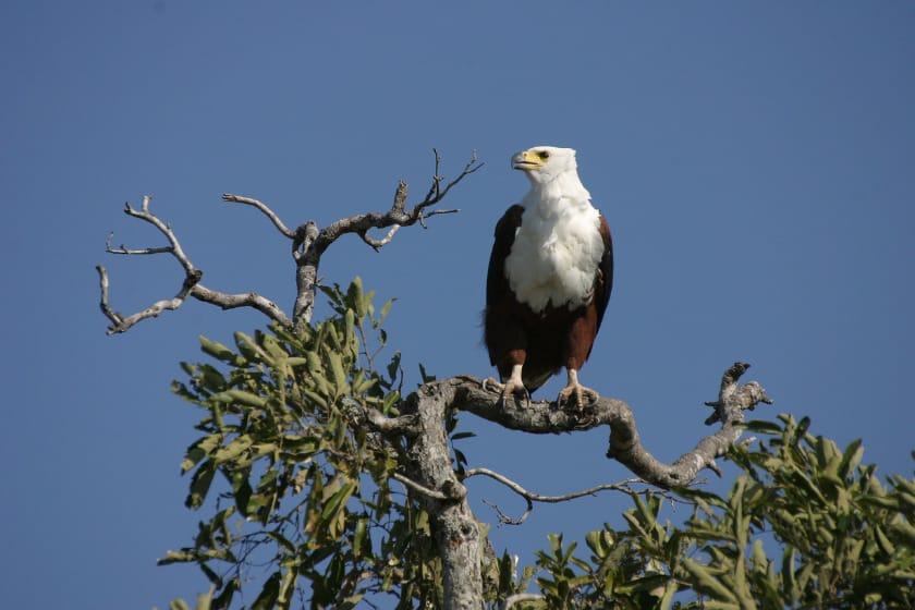 African Fish Eagle observing the landscape from a tree