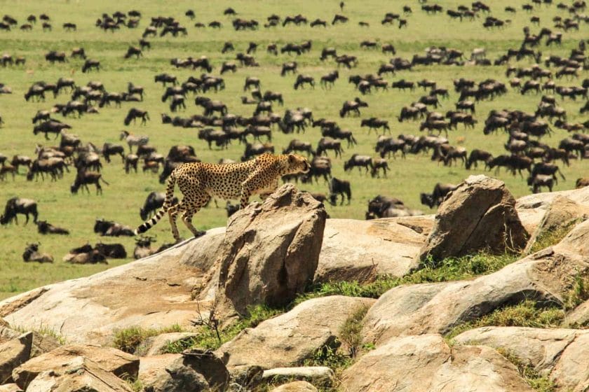 Wildebeest migration, Image credits, Esirai Camp