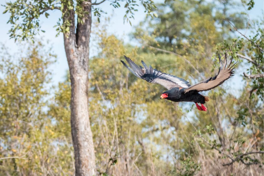 Flying Bateleur Eagle in the Kruger National Park, South Africa