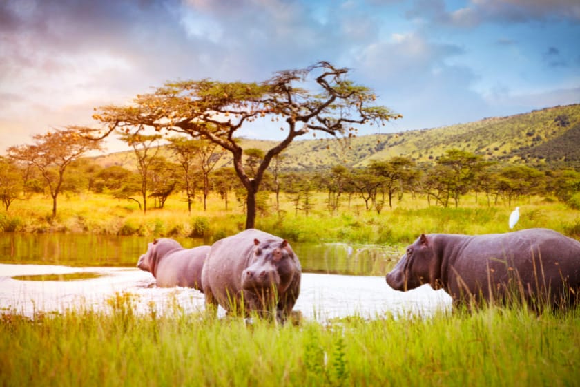 East Africa’s Safari Experiences: A Photographer’s Paradise