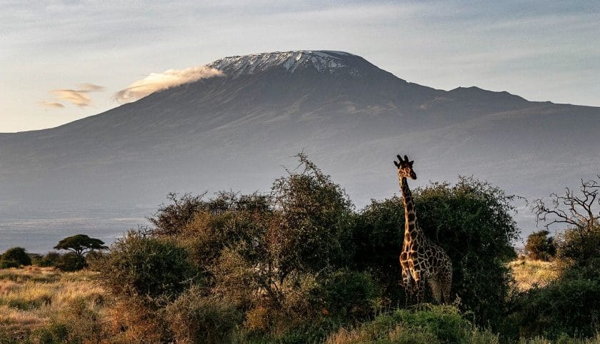 A view of giraffe in front of Kilimanjaro. 
