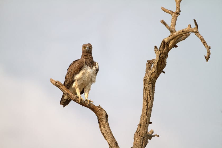 Martial Eagle sitting on a tree in the Kruger National Park, South Africa