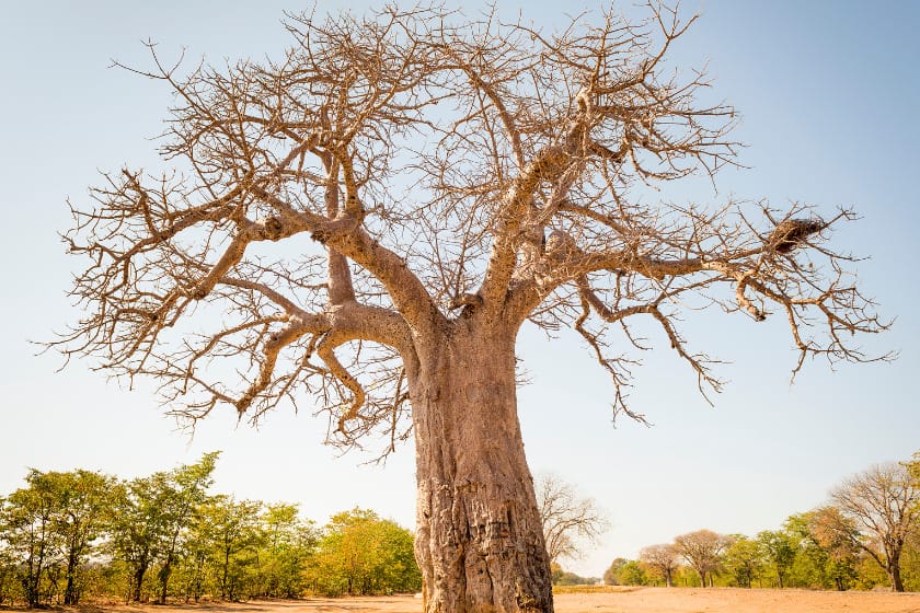 Massive Baobab tree in Botswana