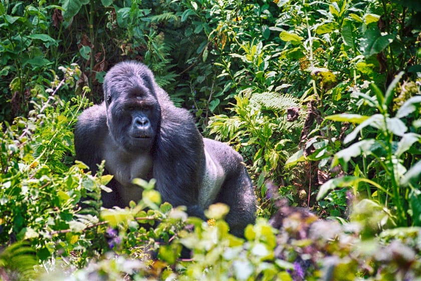 Mountain Gorilla in Volcanoes National Park, Rwanda | Photo credit: Nyiragongo, Getty Images via Canva