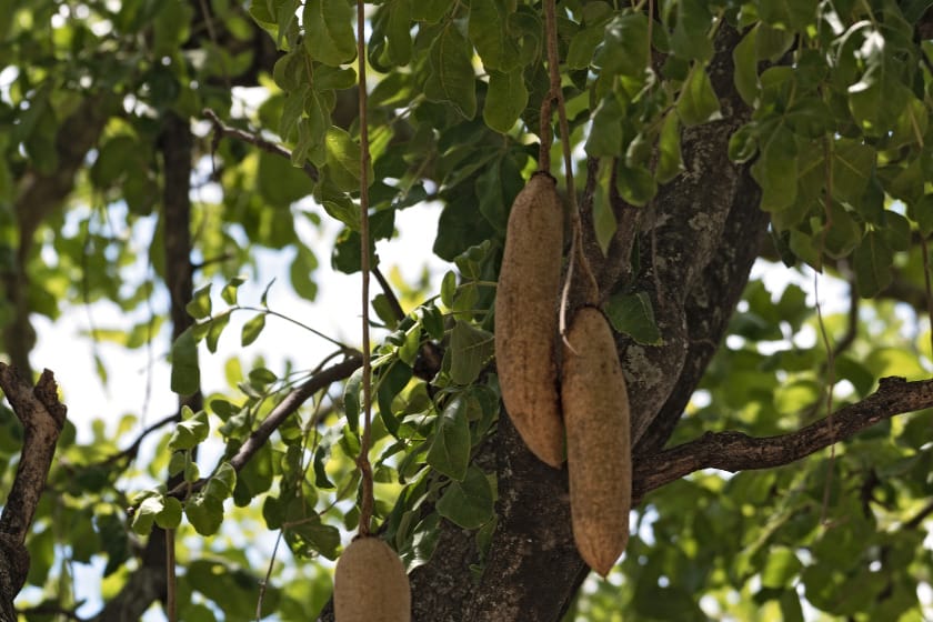 Ripe fruits hang on a Sausage Tree in Botswana