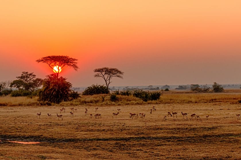 Sunrise over Busanga Plains, Kafue National Park, Zambia | Photo credit: Bobbushphoto, Getty Images via Canva