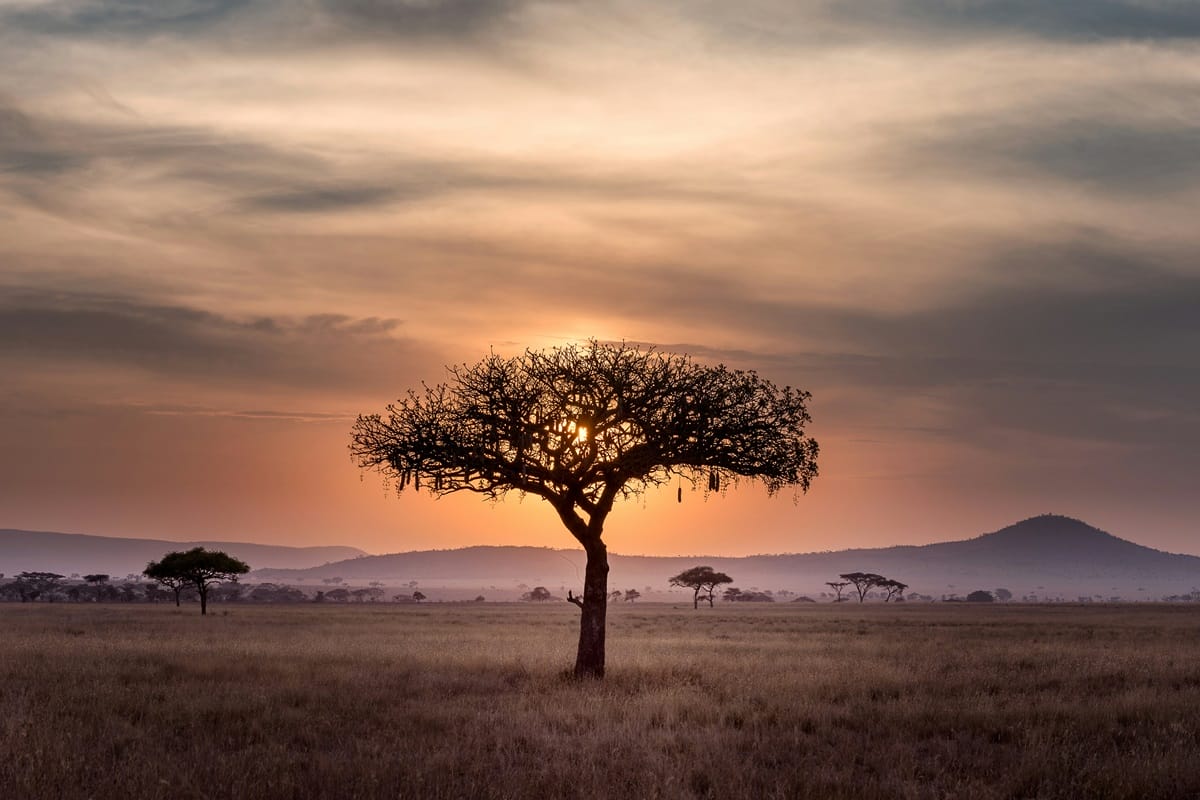 Tanzania Through the Lens: 5 Must-Visit Safari Destinations