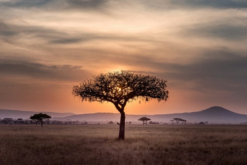 Tanzania's Serengeti at sunset.