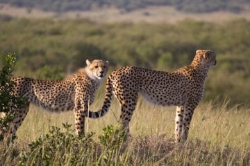 kenya or south africa for safari