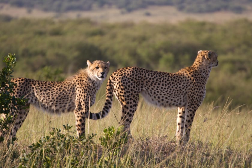 Two cheetahs in Masai Mara National Reserve, Kenya | Photo credit: Juergen Schonnop via Canva
