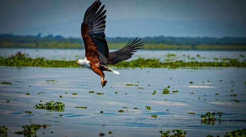 African Fish Eagle. 