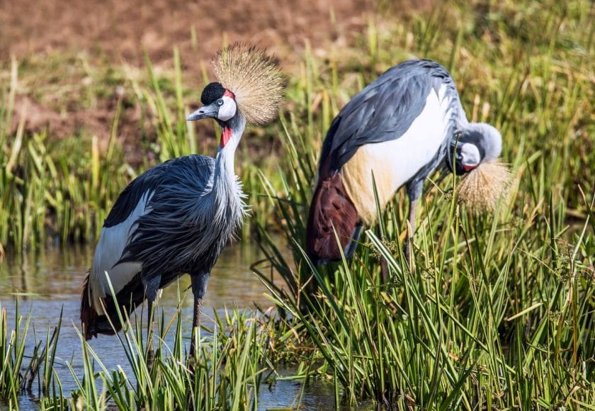 A pair of grey crowned cranes.