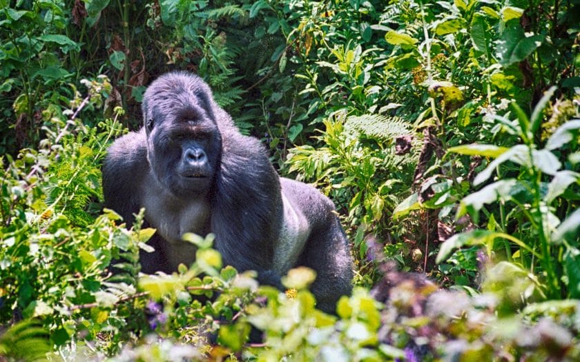 Mountain Gorilla in Volcanoes National Park, Rwanda | Photo credit: Nyiragongo from Getty Images via Canva