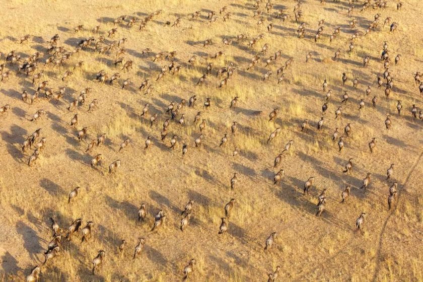 The Great Migration in the Serengeti from above.