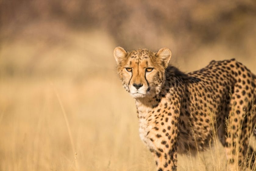 A cheetah walks through tall grass.