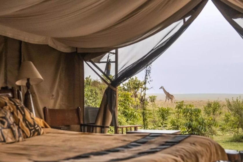 A giraffe in full view from a Governers' Camp Collection tent.