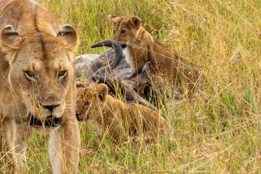 Lion cubs eat from a wildebeest carcass as their mother walks away.