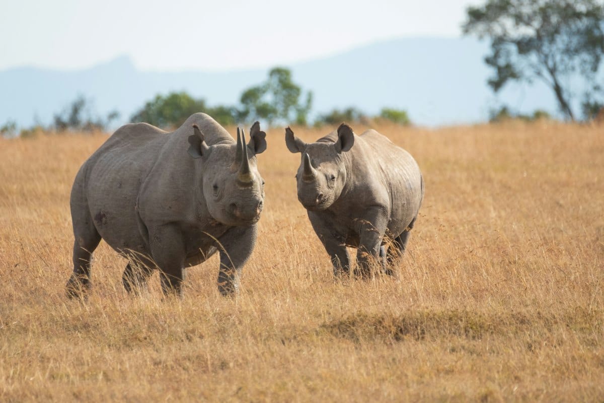 Travel News Digest, 19 April: SA Airports Celebrated, Rhino Poaching Concerns, Cape Town ‘Big Six’ Appeal