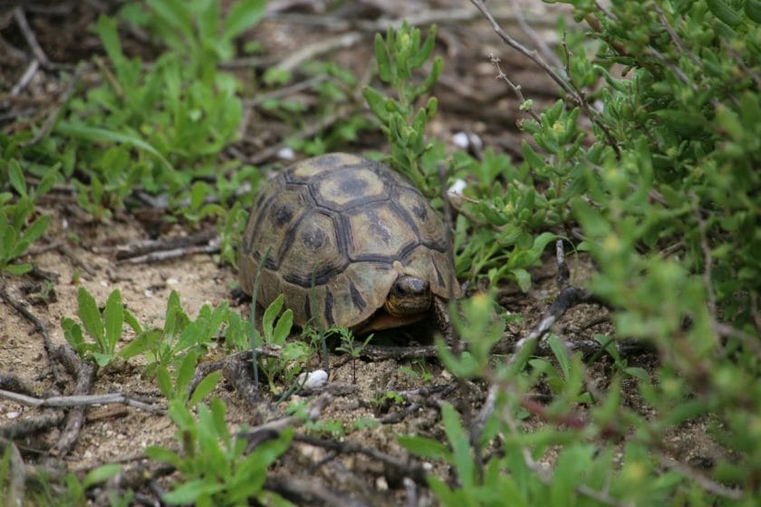 A wild tortoise in Langebaan, South Africa.